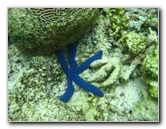 Fiji-Snorkeling-Underwater-Pictures-Amunuca-Resort-195