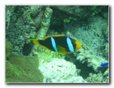 Fiji-Snorkeling-Underwater-Pictures-Amunuca-Resort-210