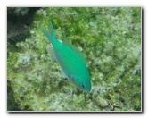 Fiji-Snorkeling-Underwater-Pictures-Amunuca-Resort-213