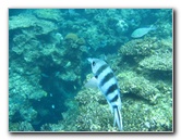 Fiji-Snorkeling-Underwater-Pictures-Amunuca-Resort-224