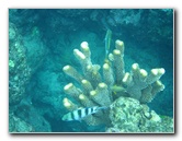 Fiji-Snorkeling-Underwater-Pictures-Amunuca-Resort-225