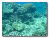 Fiji-Snorkeling-Underwater-Pictures-Amunuca-Resort-227