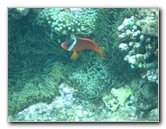 Fiji-Snorkeling-Underwater-Pictures-Amunuca-Resort-229
