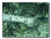 Fiji-Snorkeling-Underwater-Pictures-Amunuca-Resort-234