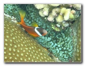 Amunuca Underwater Snorkeling Pictures