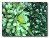 Fiji-Snorkeling-Underwater-Pictures-Amunuca-Resort-237