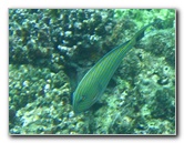 Fiji-Snorkeling-Underwater-Pictures-Amunuca-Resort-240
