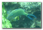 Fiji-Snorkeling-Underwater-Pictures-Amunuca-Resort-241