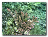 Fiji-Snorkeling-Underwater-Pictures-Amunuca-Resort-242