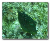 Fiji-Snorkeling-Underwater-Pictures-Amunuca-Resort-243