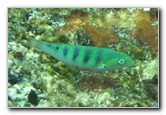 Fiji-Snorkeling-Underwater-Pictures-Amunuca-Resort-246