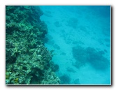 Fiji-Snorkeling-Underwater-Pictures-Amunuca-Resort-247