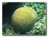 Fiji-Snorkeling-Underwater-Pictures-Amunuca-Resort-252