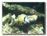 Fiji-Snorkeling-Underwater-Pictures-Amunuca-Resort-253