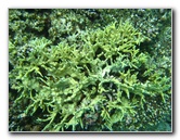 Fiji-Snorkeling-Underwater-Pictures-Amunuca-Resort-254