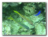 Fiji-Snorkeling-Underwater-Pictures-Amunuca-Resort-256