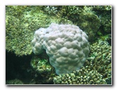 Fiji-Snorkeling-Underwater-Pictures-Amunuca-Resort-258