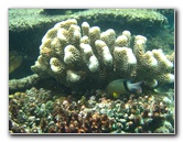 Fiji-Snorkeling-Underwater-Pictures-Amunuca-Resort-259