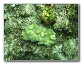 Fiji-Snorkeling-Underwater-Pictures-Amunuca-Resort-263