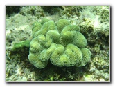 Fiji-Snorkeling-Underwater-Pictures-Amunuca-Resort-264