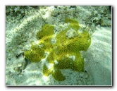 Fiji-Snorkeling-Underwater-Pictures-Amunuca-Resort-266