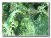 Fiji-Snorkeling-Underwater-Pictures-Amunuca-Resort-267