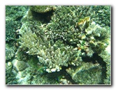 Fiji-Snorkeling-Underwater-Pictures-Amunuca-Resort-271