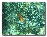 Fiji-Snorkeling-Underwater-Pictures-Amunuca-Resort-272
