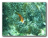 Fiji-Snorkeling-Underwater-Pictures-Amunuca-Resort-272