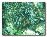 Fiji-Snorkeling-Underwater-Pictures-Amunuca-Resort-273