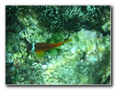 Fiji-Snorkeling-Underwater-Pictures-Amunuca-Resort-274