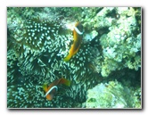 Fiji-Snorkeling-Underwater-Pictures-Amunuca-Resort-277