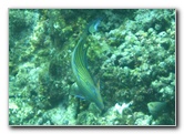 Fiji-Snorkeling-Underwater-Pictures-Amunuca-Resort-278