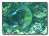 Fiji-Snorkeling-Underwater-Pictures-Amunuca-Resort-279