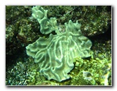 Fiji-Snorkeling-Underwater-Pictures-Amunuca-Resort-282