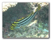 Fiji-Snorkeling-Underwater-Pictures-Amunuca-Resort-284