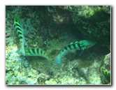 Fiji-Snorkeling-Underwater-Pictures-Amunuca-Resort-286