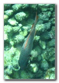 Fiji-Snorkeling-Underwater-Pictures-Amunuca-Resort-290