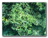 Fiji-Snorkeling-Underwater-Pictures-Amunuca-Resort-292