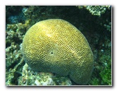 Fiji-Snorkeling-Underwater-Pictures-Amunuca-Resort-293