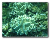 Fiji-Snorkeling-Underwater-Pictures-Amunuca-Resort-294