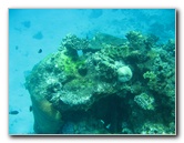 Fiji-Snorkeling-Underwater-Pictures-Amunuca-Resort-296