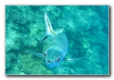 Fiji-Snorkeling-Underwater-Pictures-Amunuca-Resort-298