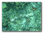 Fiji-Snorkeling-Underwater-Pictures-Amunuca-Resort-299