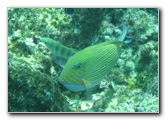 Fiji-Snorkeling-Underwater-Pictures-Amunuca-Resort-303