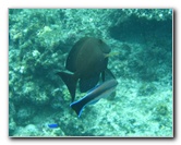 Fiji-Snorkeling-Underwater-Pictures-Amunuca-Resort-304