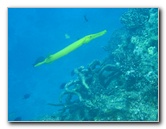 Fiji-Snorkeling-Underwater-Pictures-Amunuca-Resort-316