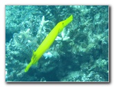 Fiji-Snorkeling-Underwater-Pictures-Amunuca-Resort-319