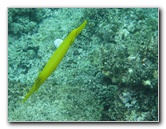 Fiji-Snorkeling-Underwater-Pictures-Amunuca-Resort-321
