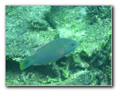 Fiji-Snorkeling-Underwater-Pictures-Amunuca-Resort-323